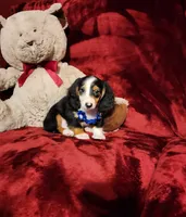 RENO, a male Miniature Dachshund for sale in Polk City, FL – 1 of 10