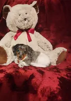 SILVIE, a female Miniature Dachshund for sale in Polk City, FL – 9 of 10
