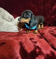 HANK, a male Miniature Dachshund for sale in Polk City, FL – Photo 4 of 10