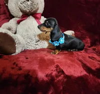 HANK, a male Miniature Dachshund for sale in Polk City, FL – Photo 8 of 10