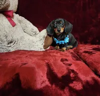 HANK, a male Miniature Dachshund for sale in Polk City, FL – Photo 1 of 10