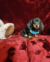 HANK, a male Miniature Dachshund for sale in Polk City, FL – Photo 3 of 10
