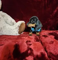 HANK, a male Miniature Dachshund for sale in Polk City, FL – Photo 9 of 10
