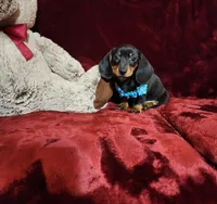 HANK, a male Miniature Dachshund for sale in Polk City, FL – Photo 7 of 10