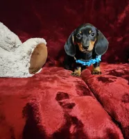 HANK, a male Miniature Dachshund for sale in Polk City, FL – Photo 6 of 10