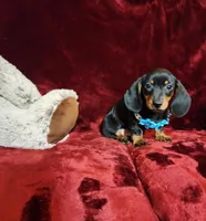 HANK, a male Miniature Dachshund for sale in Polk City, FL – Photo 10 of 10