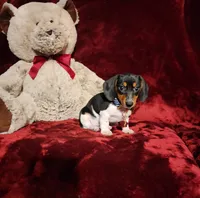 MAVERICK, a male Miniature Dachshund for sale in Polk City, FL – 9 of 10