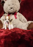 PEACHES, a female Chihuahua for sale in Polk City, FL – 3 of 10