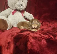 MAPLE, a female Miniature Dachshund for sale in Polk City, FL – 3 of 10