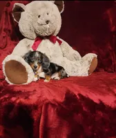 HUCKLEBERRY, a male Miniature Dachshund for sale in Polk City, FL – 8 of 10