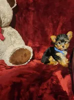 PEANUT, a male Yorkshire Terrier for sale in Polk City, FL – 5 of 10