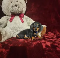 JASPER, a male Miniature Dachshund for sale in Polk City, FL – 2 of 10