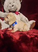 HAYES, a male Miniature Dachshund for sale in Polk City, FL – 10 of 10