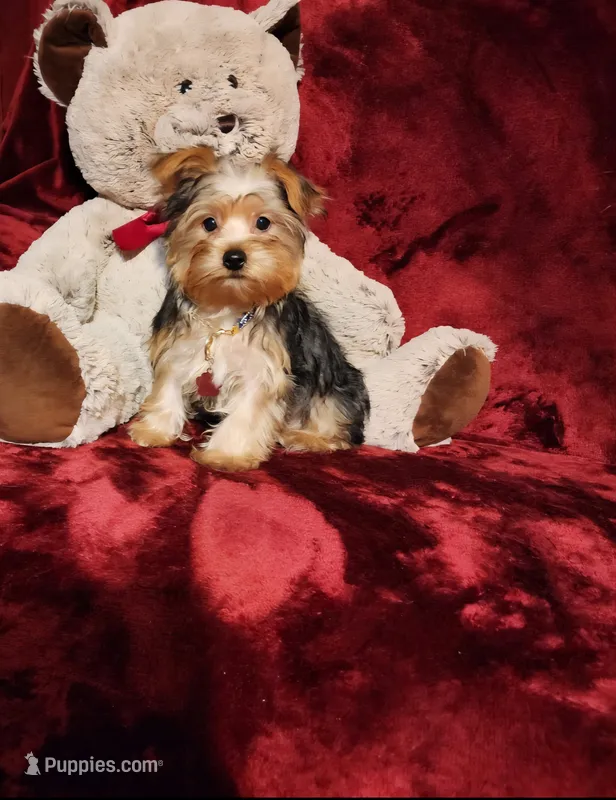 LOKI – Yorkshire Terrier puppy for sale in Polk City, FL