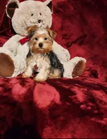 LOKI, a male Yorkshire Terrier for sale in Polk City, FL – 1 of 10