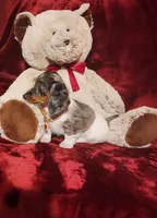 SILVIE, a female Miniature Dachshund for sale in Polk City, FL – 6 of 10