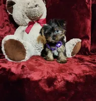 CINDER, a female Yorkshire Terrier for sale in Polk City, FL – Photo 4 of 10