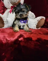 CINDER, a female Yorkshire Terrier for sale in Polk City, FL – Photo 10 of 10