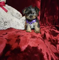 CINDER, a female Yorkshire Terrier for sale in Polk City, FL – Photo 9 of 10