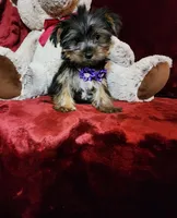 CINDER, a female Yorkshire Terrier for sale in Polk City, FL – Photo 6 of 10