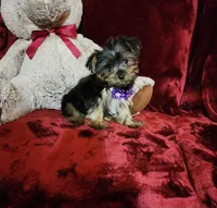 CINDER, a female Yorkshire Terrier for sale in Polk City, FL – Photo 1 of 10