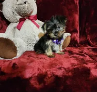 CINDER, a female Yorkshire Terrier for sale in Polk City, FL – Photo 3 of 10