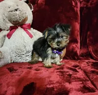 CINDER, a female Yorkshire Terrier for sale in Polk City, FL – Photo 2 of 10