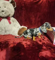 REMI, a male Miniature Dachshund for sale in Polk City, FL – 7 of 10