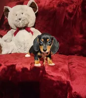 OAKLEY , a female Miniature Dachshund for sale in Polk City, FL – 3 of 10