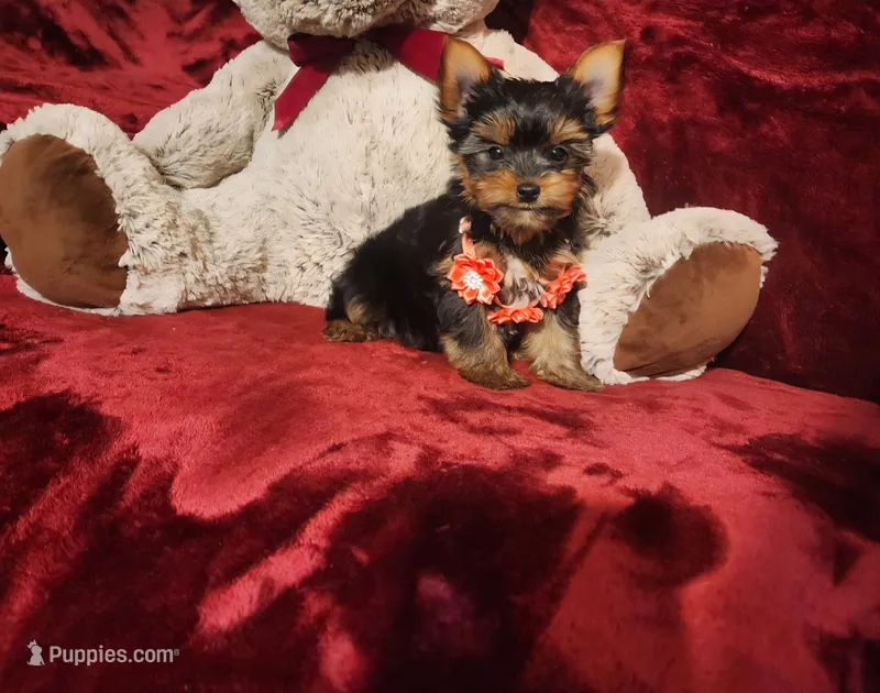 POPPY – Yorkshire Terrier puppy for sale in Polk City, FL