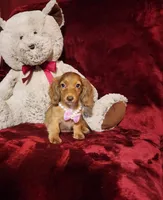 RORY, a female Miniature Dachshund for sale in Polk City, FL – 3 of 10