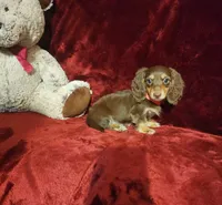 PUDDIN, a female Miniature Dachshund for sale in Polk City, FL – 8 of 10