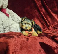 CHLOE, a female Yorkshire Terrier for sale in Polk City, FL – 10 of 10