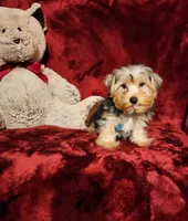 KOBE, a male Yorkshire Terrier for sale in Polk City, FL – 8 of 10