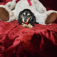 LAYLA, a female Miniature Dachshund for sale in Polk City, FL – Photo 2 of 10