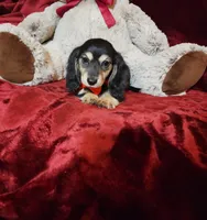 LAYLA, a female Miniature Dachshund for sale in Polk City, FL – Photo 2 of 10