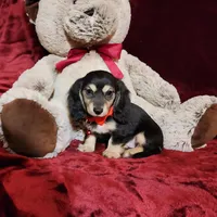 LAYLA, a female Miniature Dachshund for sale in Polk City, FL – Photo 1 of 10