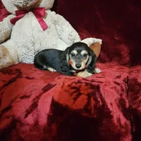 LAYLA, a female Miniature Dachshund for sale in Polk City, FL – Photo 4 of 10