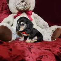 LAYLA, a female Miniature Dachshund for sale in Polk City, FL – Photo 10 of 10