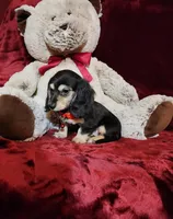 LAYLA, a female Miniature Dachshund for sale in Polk City, FL – Photo 10 of 10