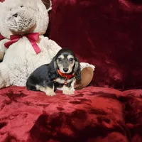 LAYLA, a female Miniature Dachshund for sale in Polk City, FL – Photo 3 of 10
