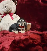 LAYLA, a female Miniature Dachshund for sale in Polk City, FL – Photo 3 of 10