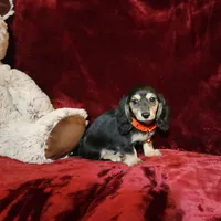 LAYLA, a female Miniature Dachshund for sale in Polk City, FL – Photo 8 of 10