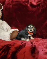 LAYLA, a female Miniature Dachshund for sale in Polk City, FL – Photo 8 of 10