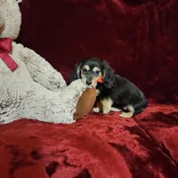 LAYLA, a female Miniature Dachshund for sale in Polk City, FL – Photo 5 of 10