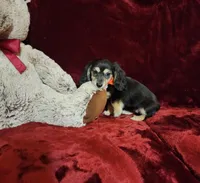 LAYLA, a female Miniature Dachshund for sale in Polk City, FL – Photo 5 of 10