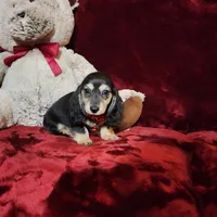 LAYLA, a female Miniature Dachshund for sale in Polk City, FL – Photo 6 of 10