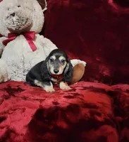 LAYLA, a female Miniature Dachshund for sale in Polk City, FL – Photo 6 of 10