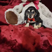 LAYLA, a female Miniature Dachshund for sale in Polk City, FL – Photo 7 of 10