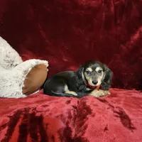 LAYLA, a female Miniature Dachshund for sale in Polk City, FL – Photo 9 of 10
